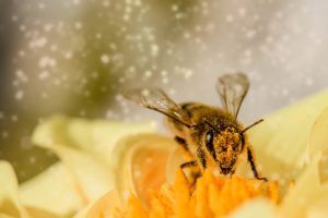 bee on flower covered in pollen