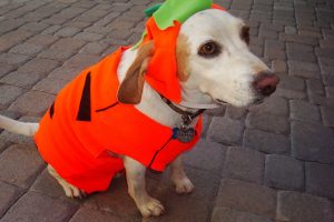 Dog in Pumpkin Costume