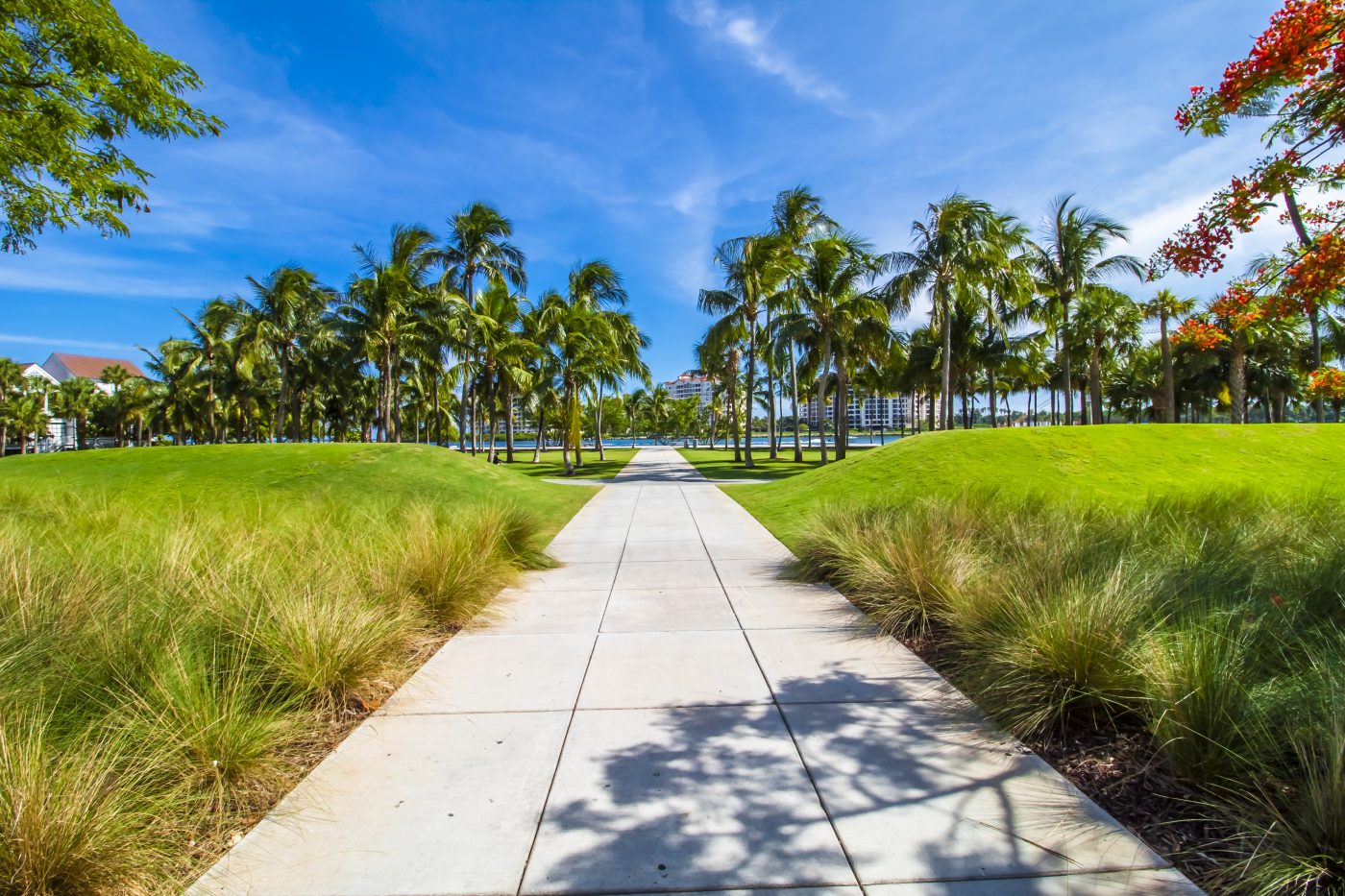 Florida Landscape