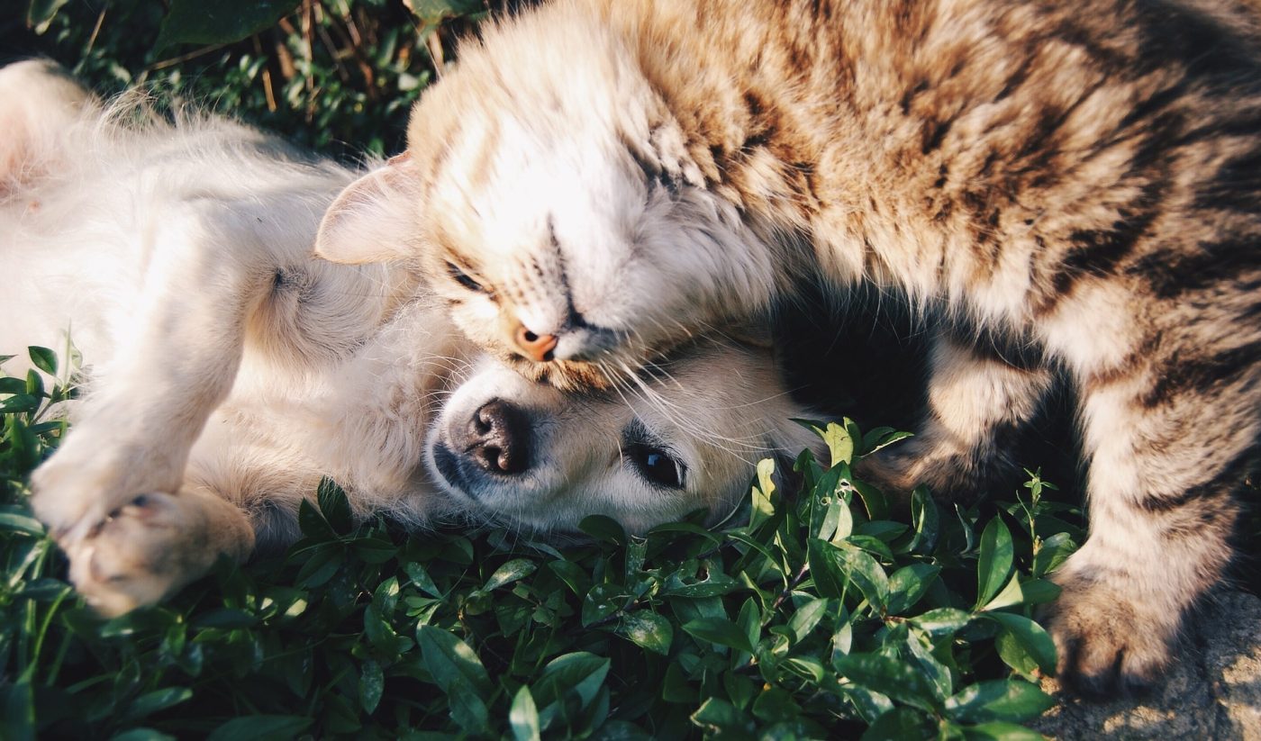 moving with pets in new york city