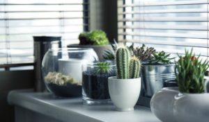 table with potted plants on it