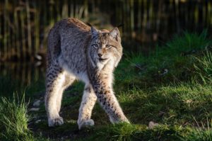 bobcat