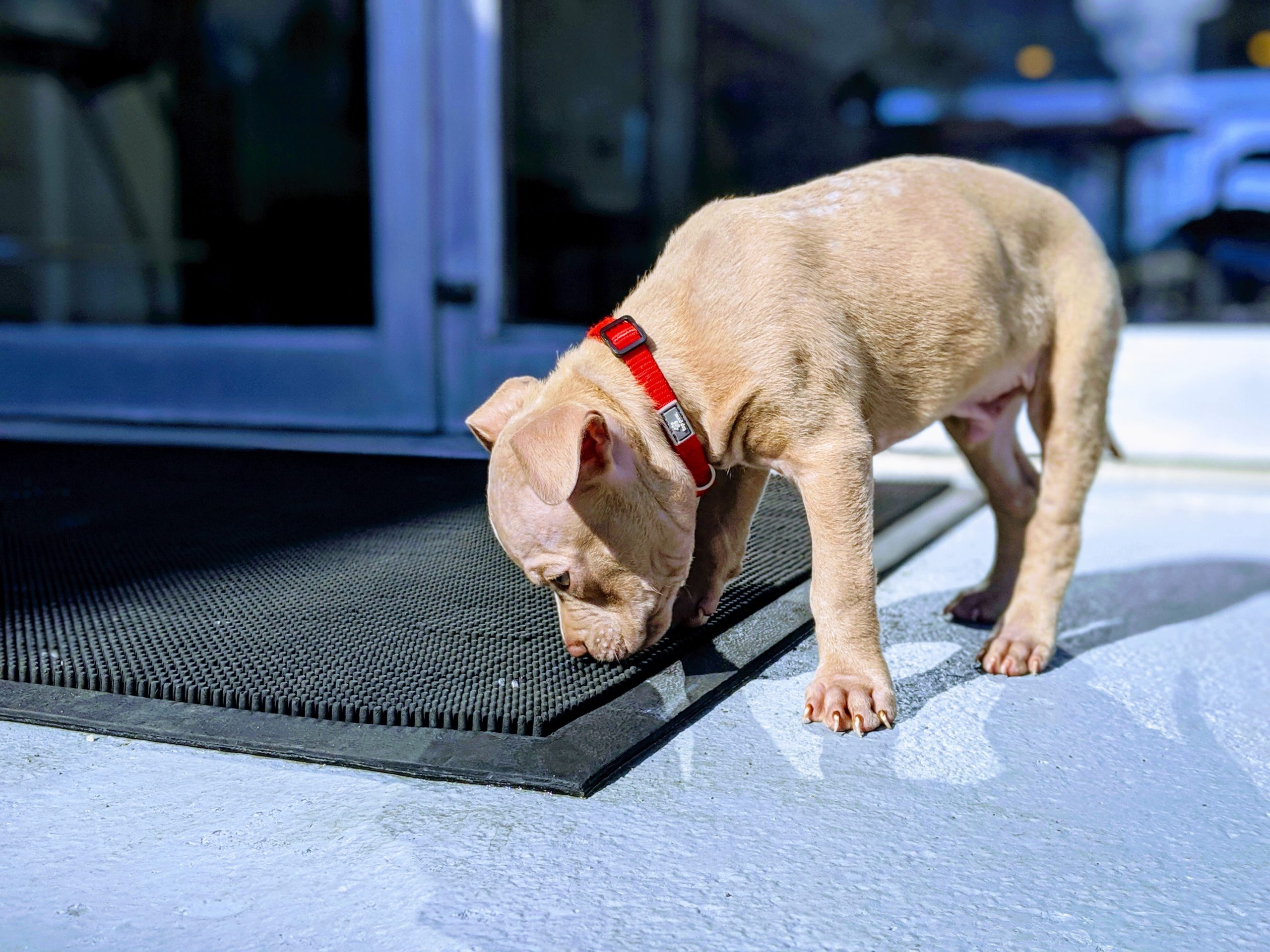 puppy sniffing ground