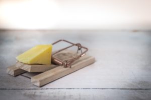 mouse trap with cheese