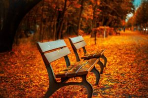 foliage and bench