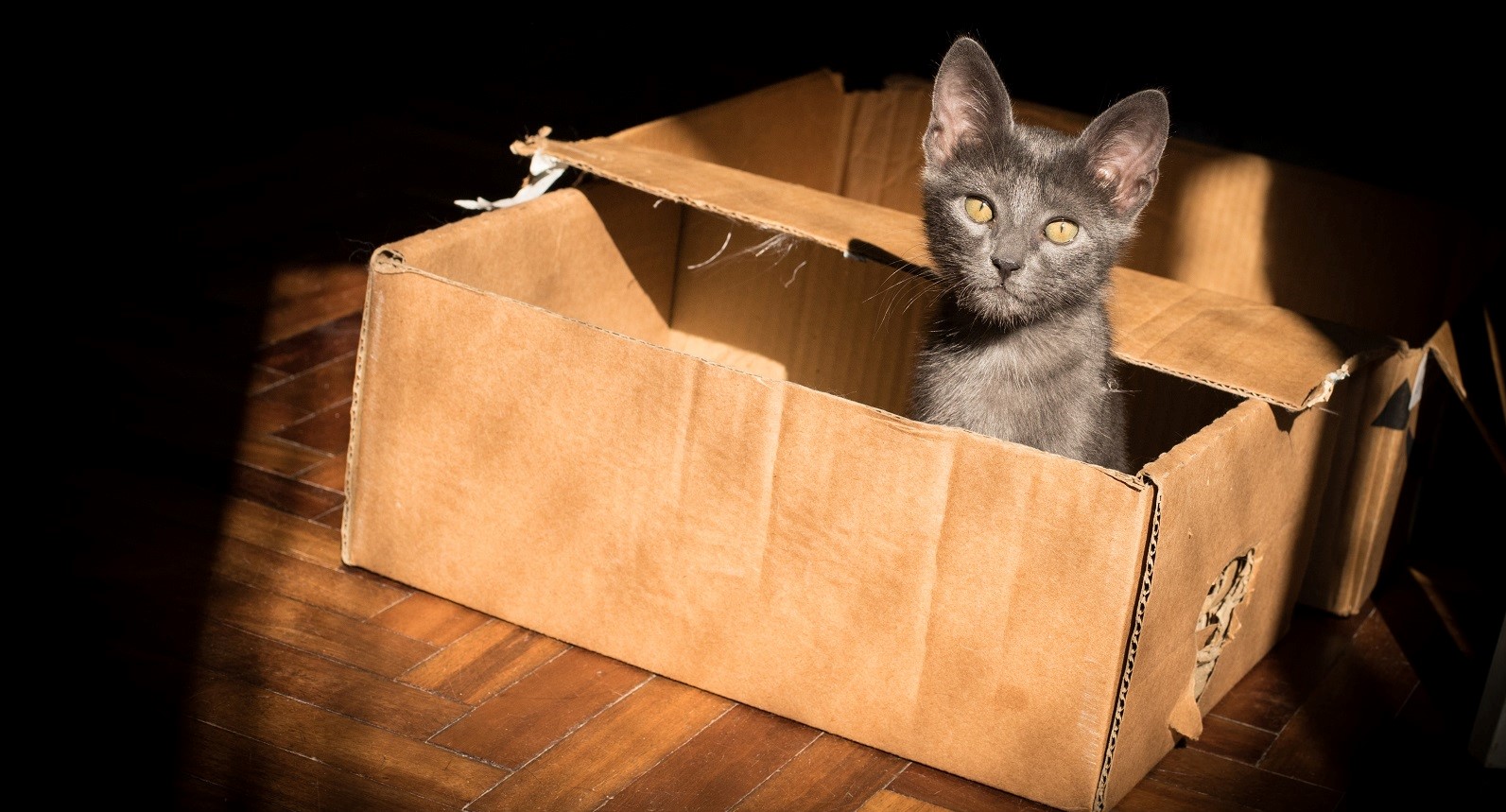 cat in a cardboard box