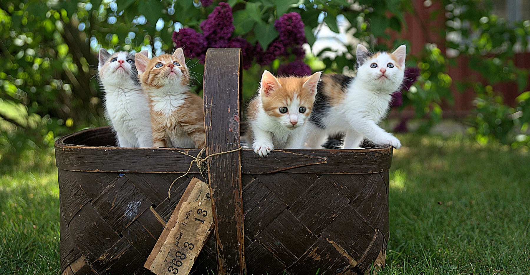 kittens in a basket