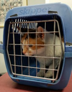 cat in pet carrier