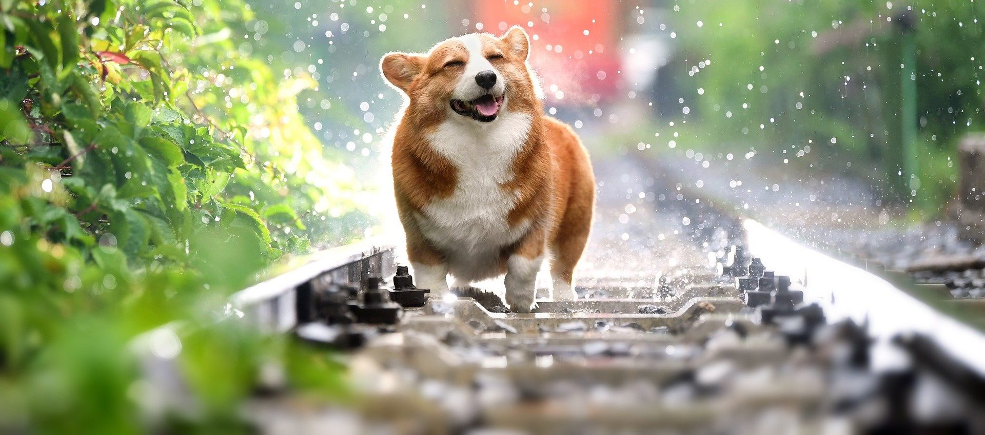 happy dog in rain